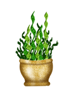 kelp