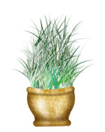 seagrass