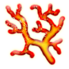 Fire Coral