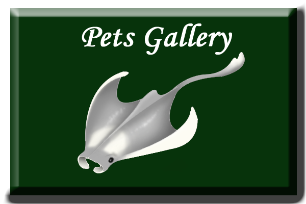 gallery pets.